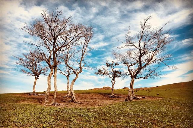 乾港集團高層草原自駕游 乾港集團高層草原自駕游