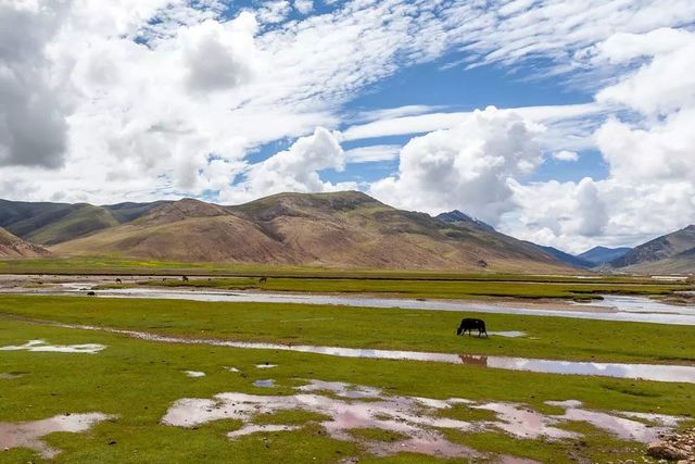 乾港集團高層草原自駕游 乾港集團高層草原自駕游